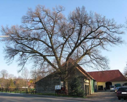 Bild 1 von Eiche an der Forkstraße